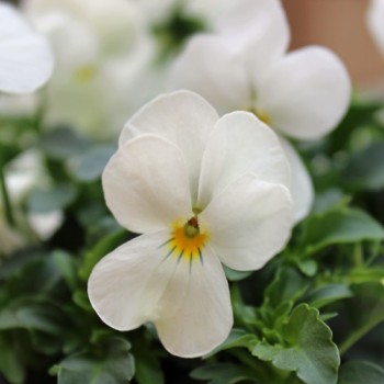 Hornveilchen White Perfection (Samen)