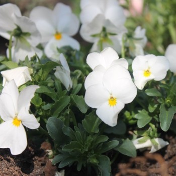 Hornveilchen White Perfection (Samen)