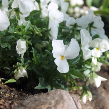Hornveilchen White Perfection (Samen)