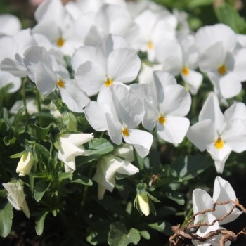 Hornveilchen White Perfection (Samen)