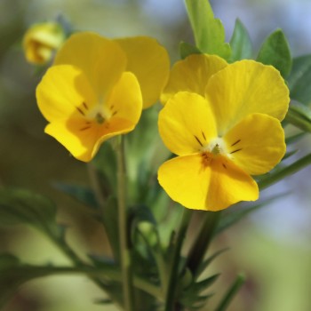 Hornveilchen Yellow Perfection (Samen)