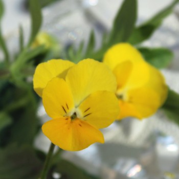 Hornveilchen Yellow Perfection (Samen)
