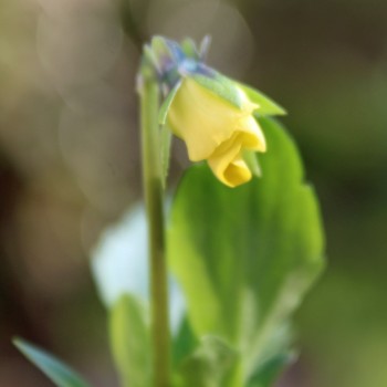 Hornveilchen Yellow Perfection (Samen)