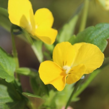 Hornveilchen Yellow Perfection (Samen)
