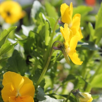 Hornveilchen Yellow Perfection (Samen)