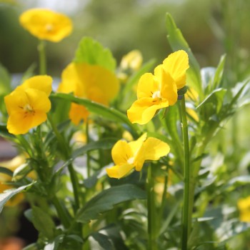 Hornveilchen Yellow Perfection (Samen)