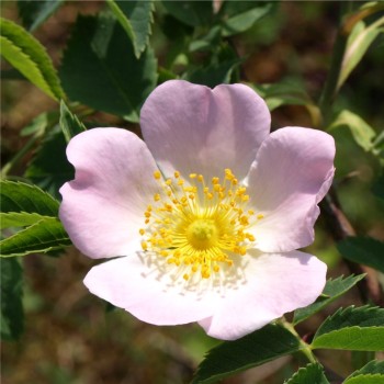 Hunds-Rose (Pflanze)