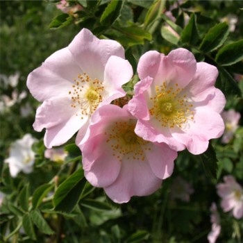 Hunds-Rose (Pflanze)