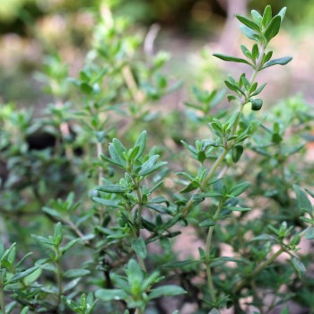 Ingwerthymian (Pflanze)