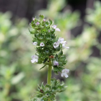 Ingwerthymian (Pflanze)