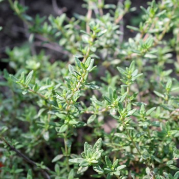 Ingwerthymian (Pflanze)