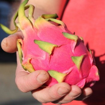 Pitahaya weißfleischig (Samen)