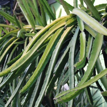 Pitahaya weißfleischig (Samen)