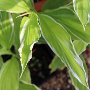 Japanischer Ingwer White Feather (Pflanze)