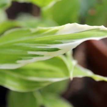Japanischer Ingwer White Feather (Pflanze)