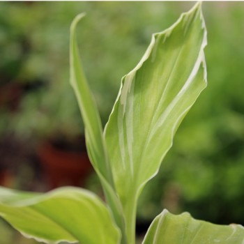 Japanischer Ingwer White Feather (Pflanze)