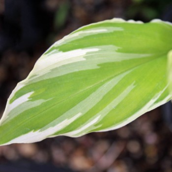 Japanischer Ingwer White Feather (Pflanze)