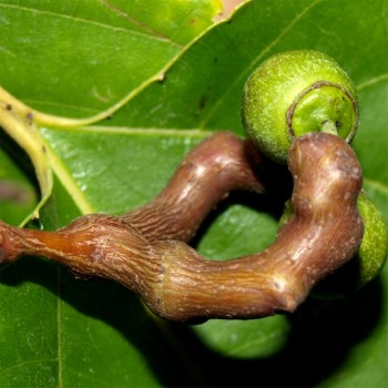 Japanischer Rosinenbaum (Pflanze)