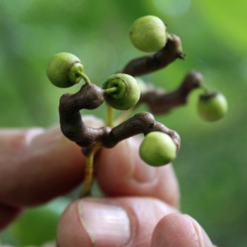 Japanischer Rosinenbaum (Pflanze)
