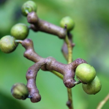 Japanischer Rosinenbaum (Pflanze)