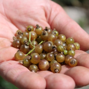 Johannisbeere Ojeblanc (Pflanze)
