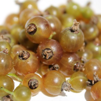 Johannisbeere Ojeblanc (Pflanze)