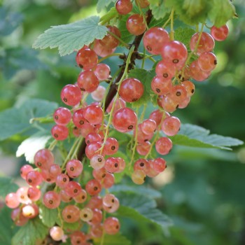 Johannisbeere Aili (Pflanze)