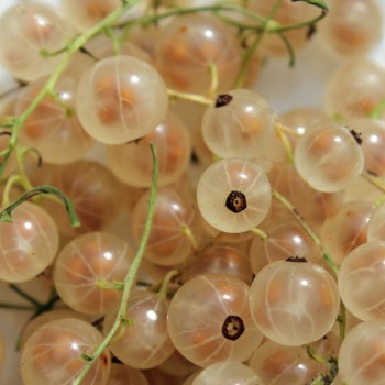 Johannisbeere Zitavia (Pflanze)