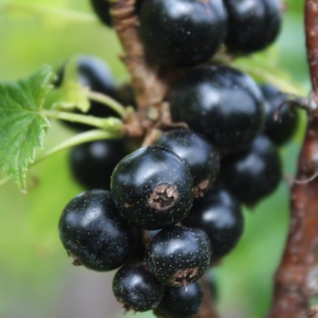 Johannisbeere Byelorussian Sweet (Pflanze)