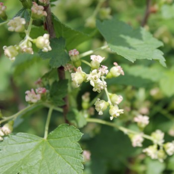 Johannisbeere Byelorussian Sweet (Pflanze)