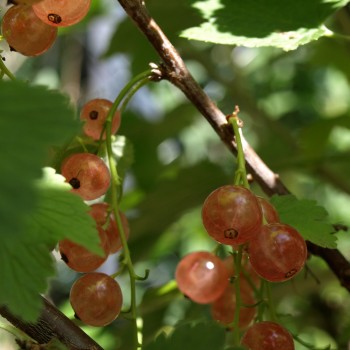 Johannisbeere Gloire des Sablons (Pflanze)