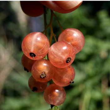 Johannisbeere Gloire des Sablons (Pflanze)