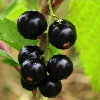 Johannisbeere Noire de Bourgogne
