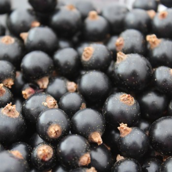 Johannisbeere Noire de Bourgogne (Pflanze)