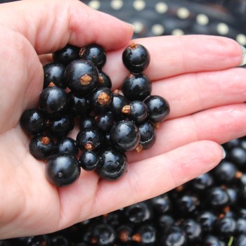 Johannisbeere Noire de Bourgogne (Pflanze)