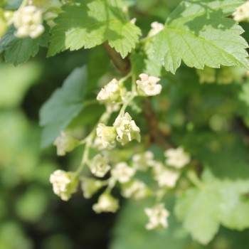 Johannisbeere Noire de Bourgogne (Pflanze)