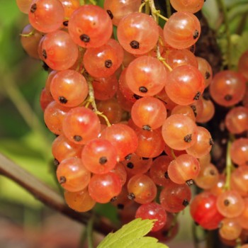 Johannisbeere Rosa Kärnten (Pflanze)