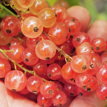 Johannisbeere Rosa Kärnten (Pflanze)