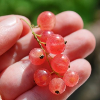 Johannisbeere Rosa Kärnten (Pflanze)