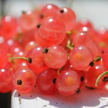 Johannisbeere Rosa Kärnten (Pflanze)