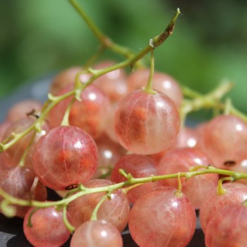 Johannisbeere Rose de Champagne (Pflanze)