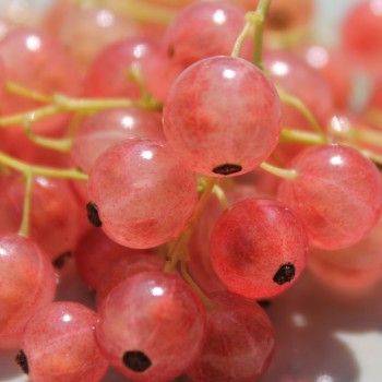 Johannisbeere Rose de Champagne (Pflanze)