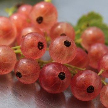 Johannisbeere Rose de Champagne (Pflanze)