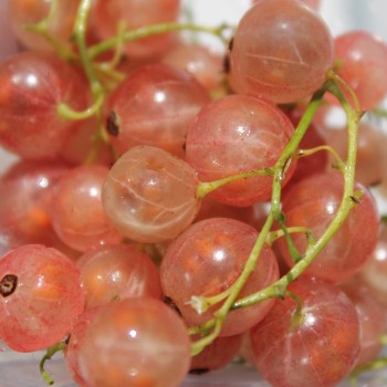 Johannisbeere Rose de Champagne (Pflanze)