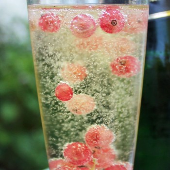 Johannisbeere Rose de Champagne (Pflanze)