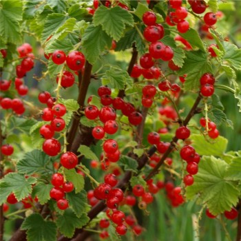 Johannisbeere Rote Vierländer (Pflanze)