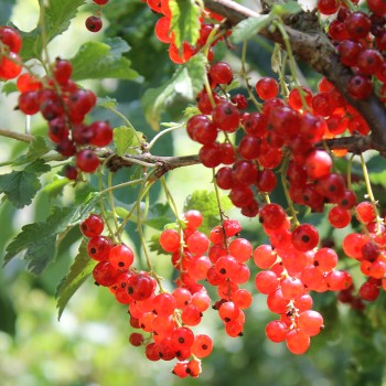 Johannisbeere Rote Vierländer (Pflanze)