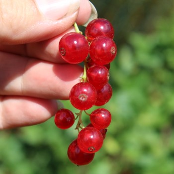 Johannisbeere Rote Vierländer (Pflanze)
