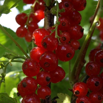 Johannisbeere Rote Vierländer (Pflanze)