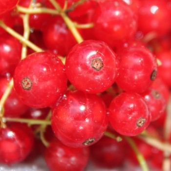 Johannisbeere Rote Vierländer (Pflanze)